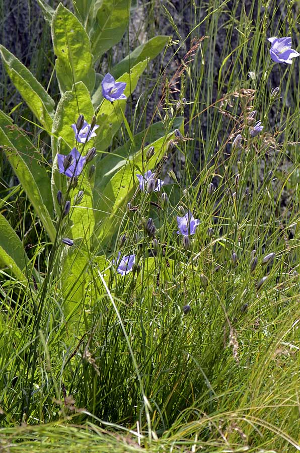Campanula persicifolia / Campanula a foglie di pesco